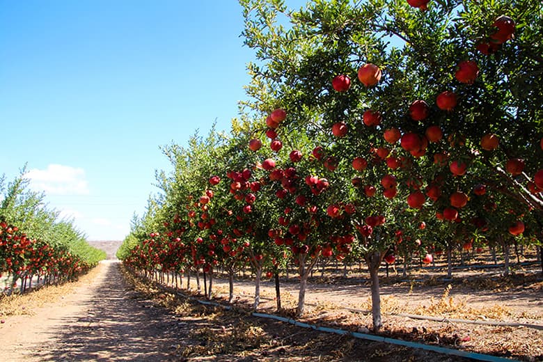 Vente de plante arbre fruitier Le Lamentin