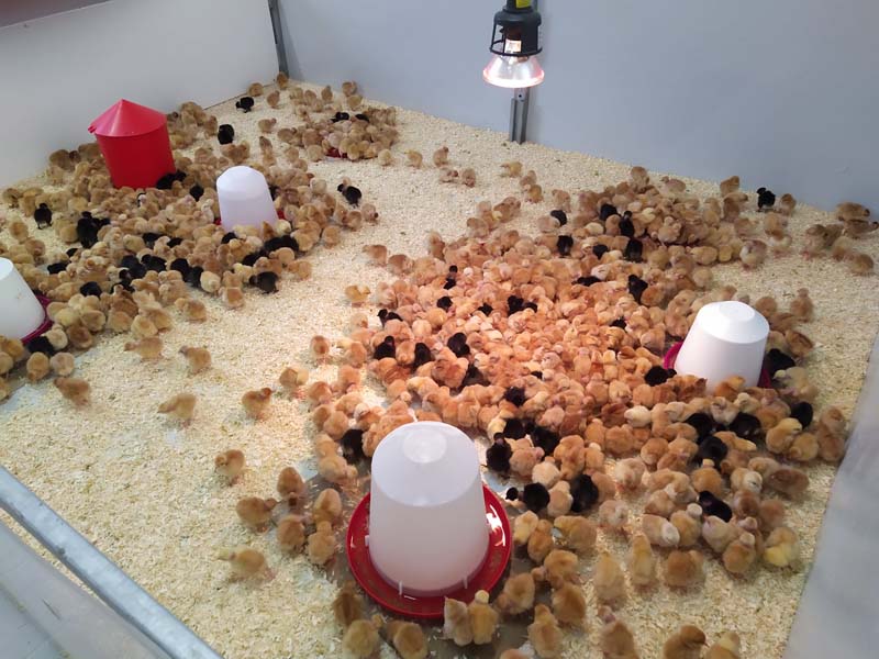 Vente de poussins et canetons Le Lamentin