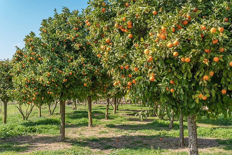 Acheter des plantes et arbres fruitiers Le Lamentin