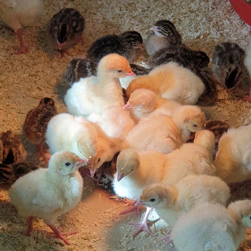 Vente d'Animaux Le Lamentin